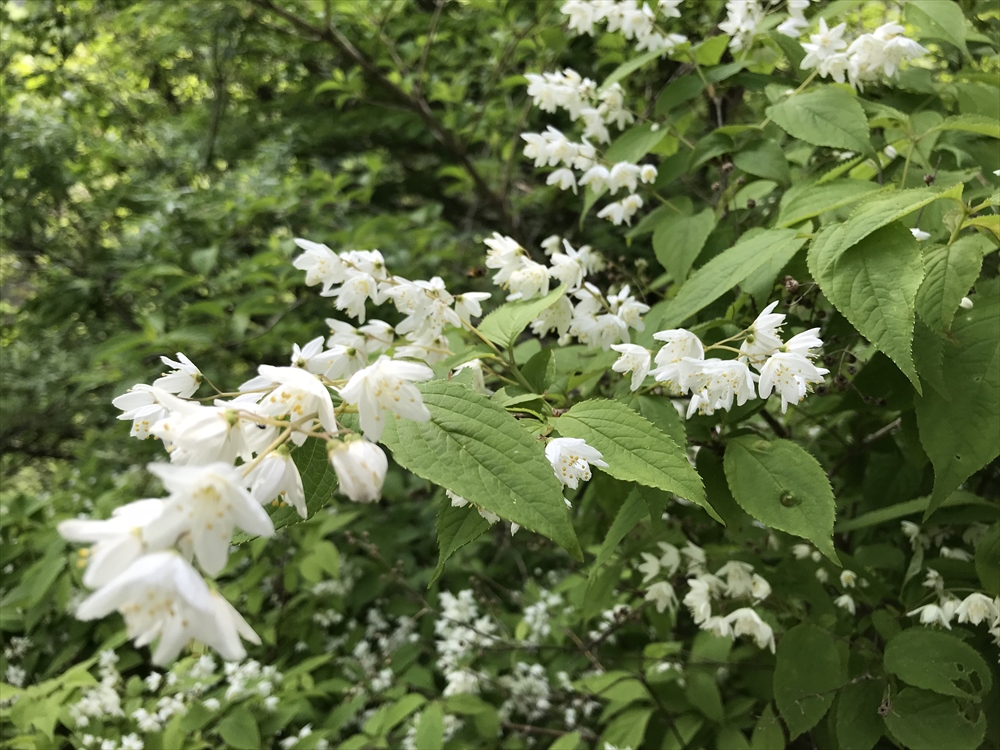 f:id:acha03:20190410115839j:plain