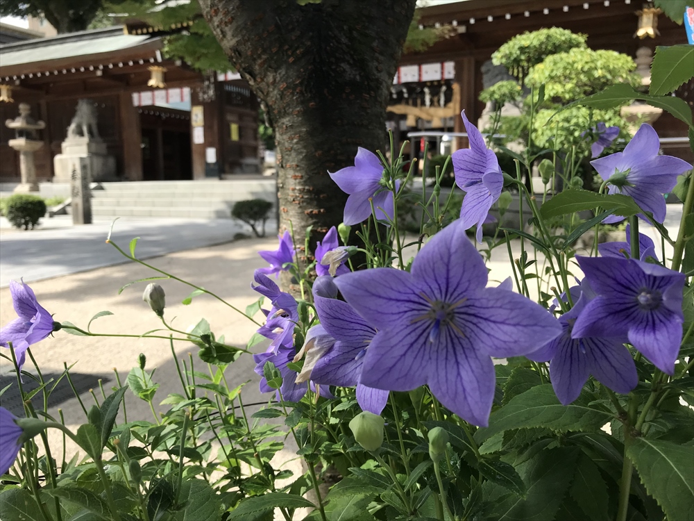 f:id:acha03:20190628085636j:plain f:id:acha03:20190628085636j:plain