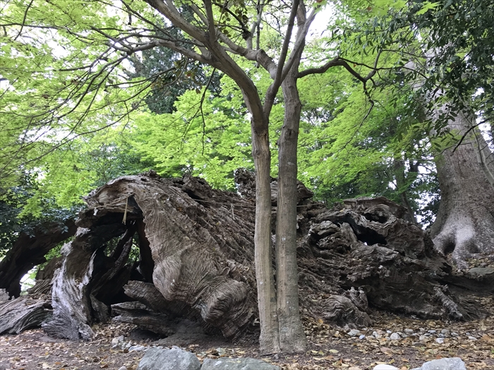 f:id:acha03:20200619161610j:plain f:id:acha03:20200619161610j:plain