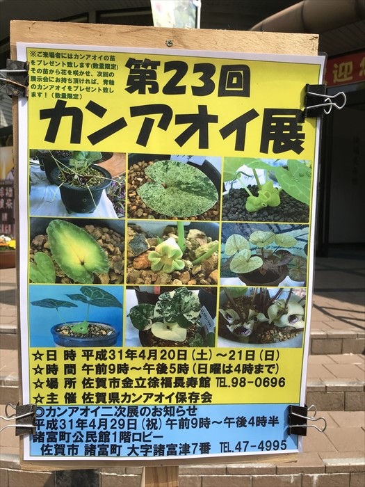 徐福が求めたという不老長寿の薬草「カンアオイ」の展示会に行ってき