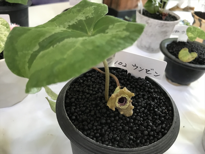 フロフキ　不老不死の薬草 徐福が求めたという不老長寿の薬草「カンアオイ」の展示会に行っ