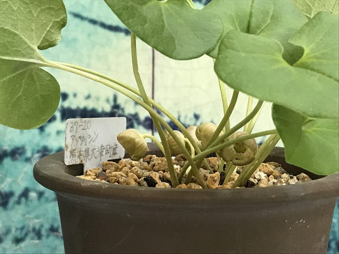 フロフキ　不老不死の薬草 徐福が求めたという不老長寿の薬草「カンアオイ」の展示会に行っ