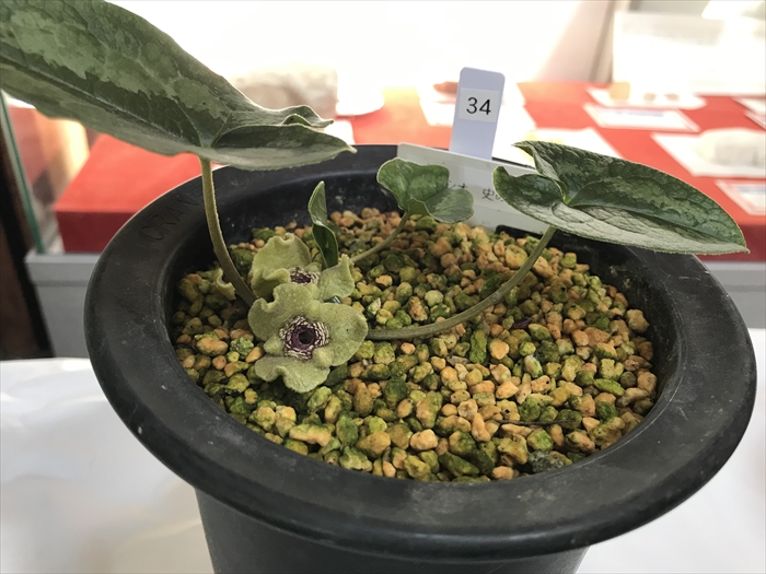 徐福が求めたという不老長寿の薬草「カンアオイ」の展示会に行っ