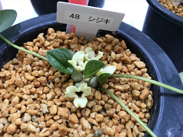 徐福が求めたという不老長寿の薬草「カンアオイ」の展示会に行ってき