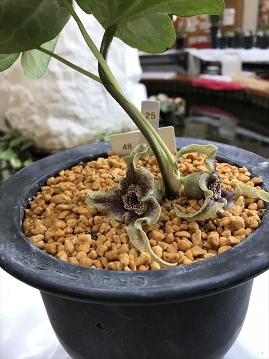 徐福が求めたという不老長寿の薬草「カンアオイ」の展示会に行ってき