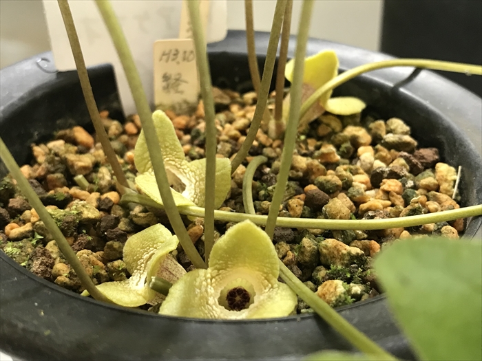 徐福が求めたという不老長寿の薬草「カンアオイ」の展示会に行ってき