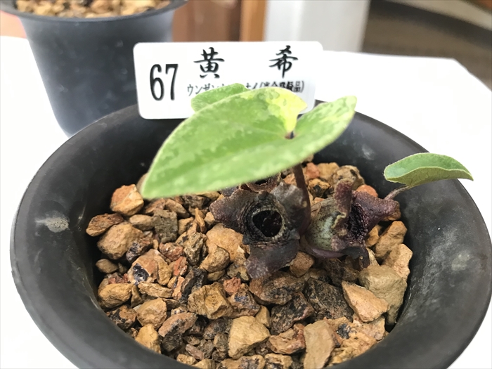 f:id:acha03:20200706115237j:plain