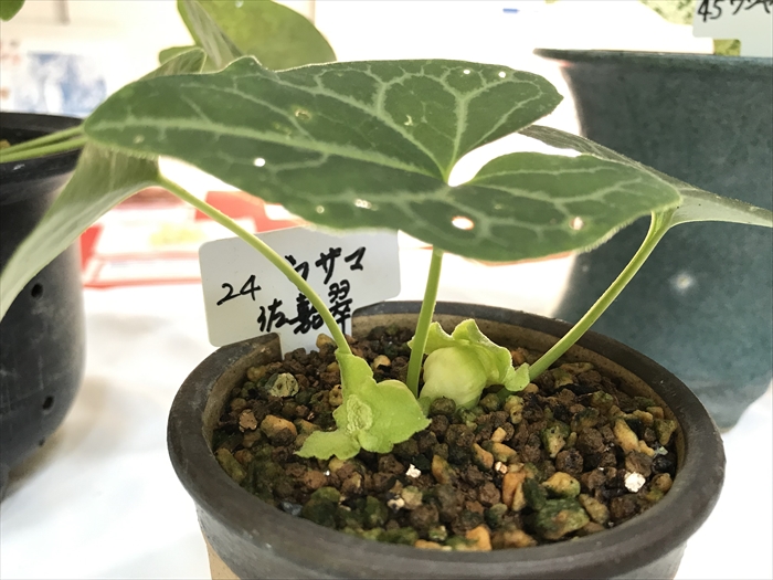 f:id:acha03:20200706115535j:plain