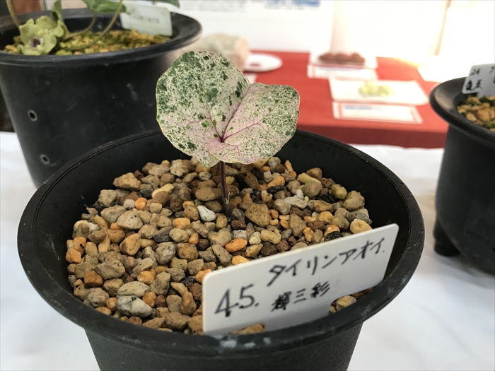 f:id:acha03:20200706115544j:plain