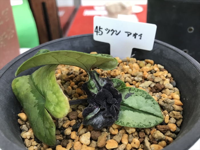 f:id:acha03:20200706115738j:plain