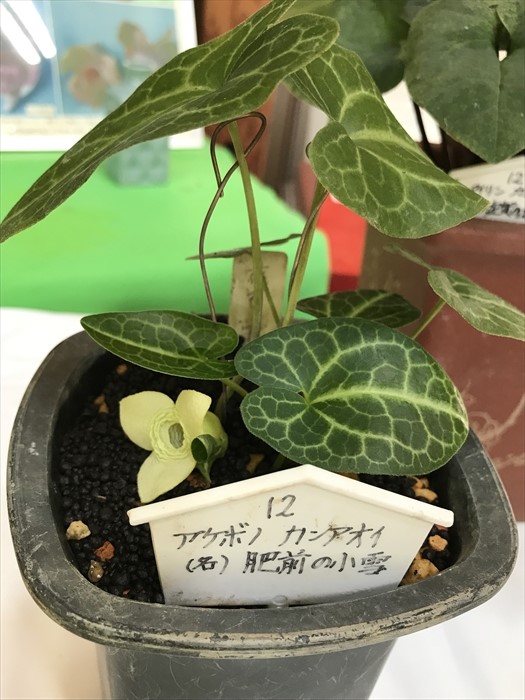 f:id:acha03:20200706115759j:plain