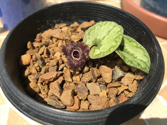 f:id:acha03:20200706115822j:plain