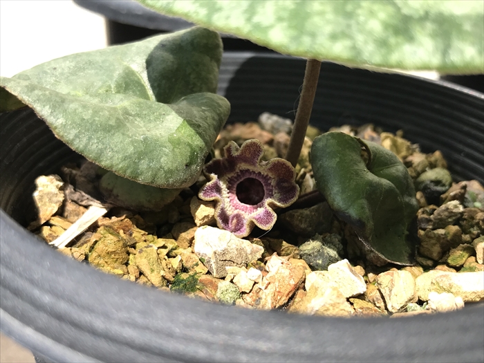 f:id:acha03:20200706125102j:plain