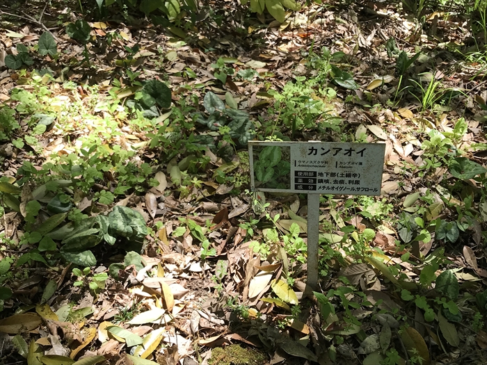 f:id:acha03:20200710093350j:plain