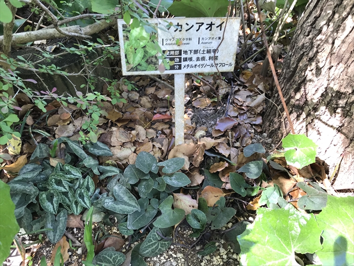 f:id:acha03:20200710093752j:plain