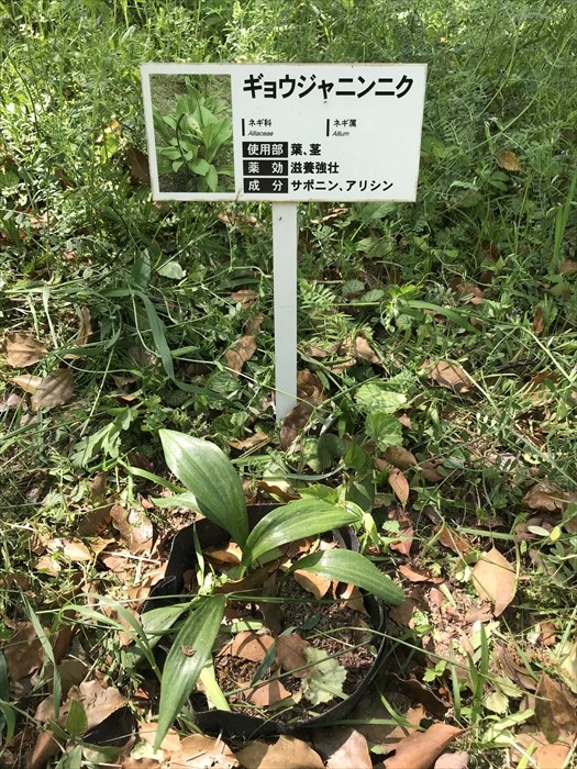 f:id:acha03:20200710111725j:plain