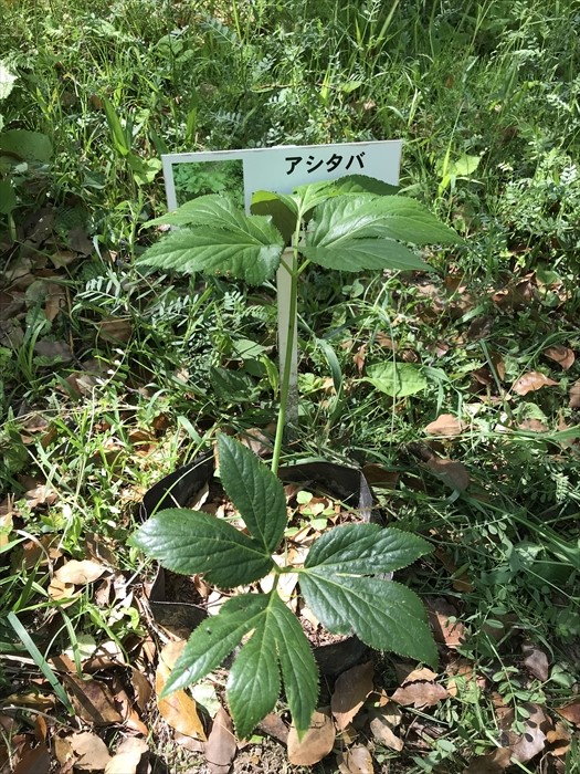 f:id:acha03:20200710112037j:plain