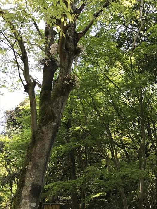 f:id:acha03:20200710112202j:plain