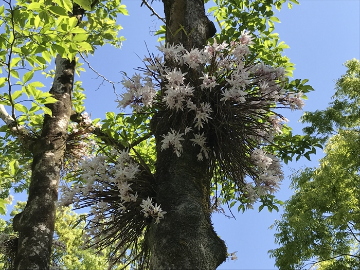 f:id:acha03:20200710112318j:plain