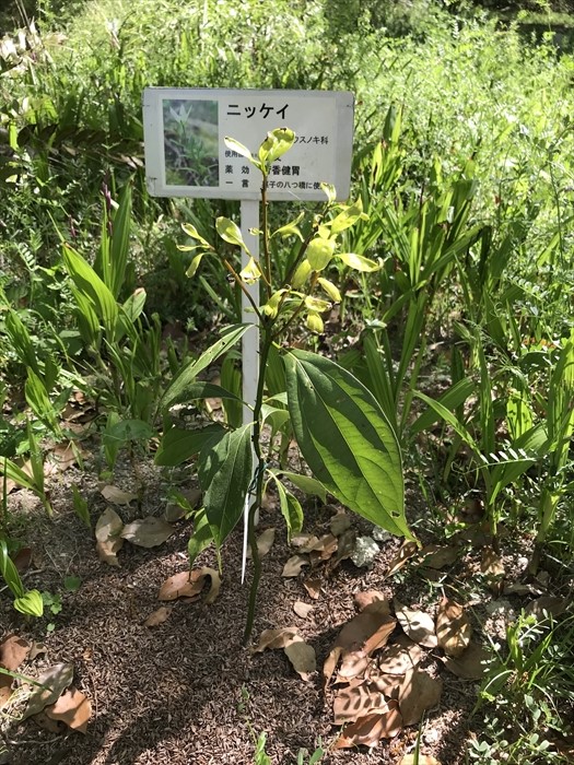 f:id:acha03:20200710112533j:plain