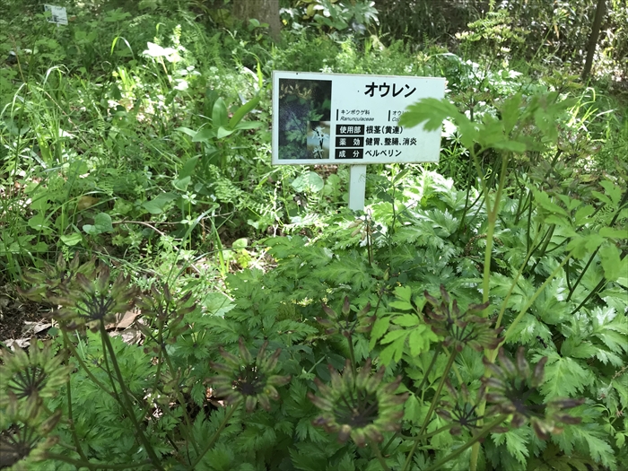 f:id:acha03:20200710112827j:plain