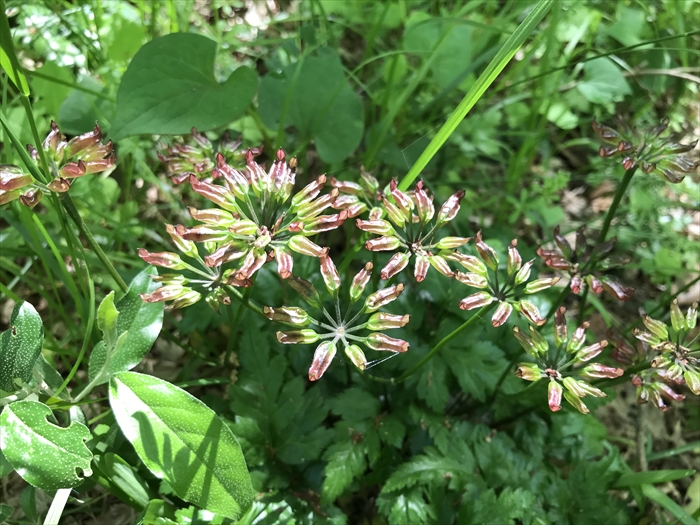 f:id:acha03:20200710112918j:plain