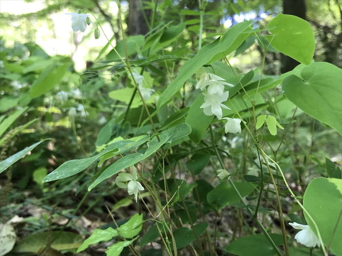 f:id:acha03:20200710113000j:plain