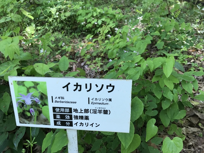 f:id:acha03:20200710113016j:plain