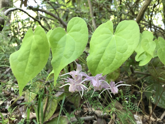 f:id:acha03:20200710113638j:plain