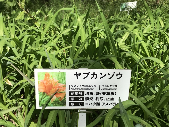 f:id:acha03:20200710114404j:plain