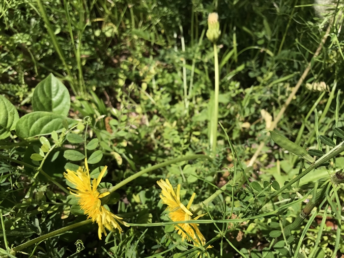 f:id:acha03:20200710121225j:plain