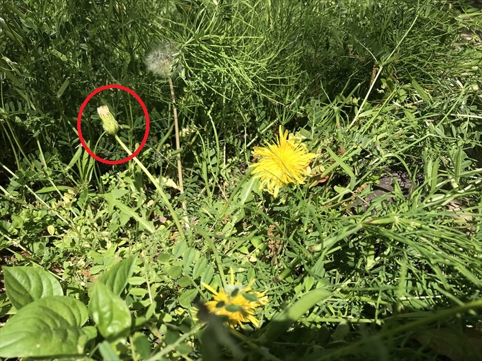 f:id:acha03:20200710121320j:plain