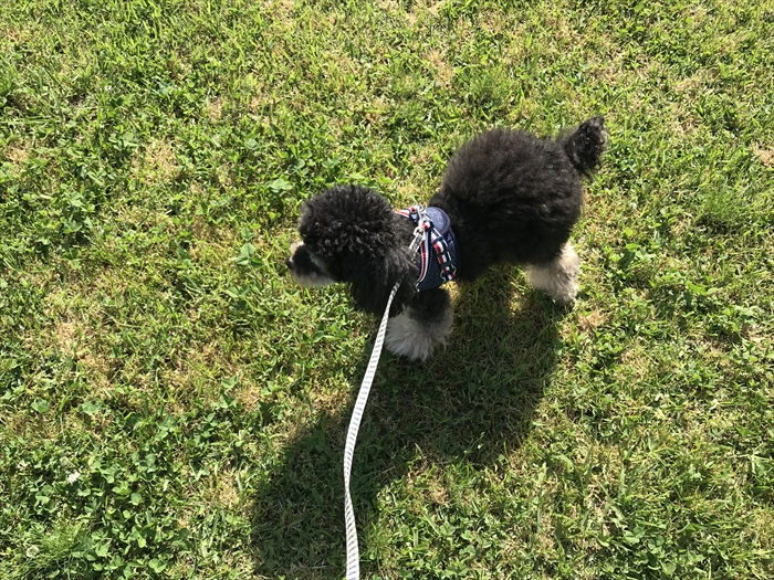 f:id:acha03:20200722122654j:plain