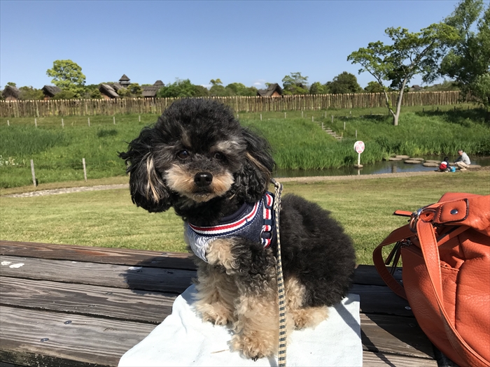 f:id:acha03:20200722122920j:plain