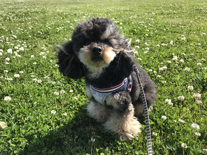 f:id:acha03:20200722141049j:plain