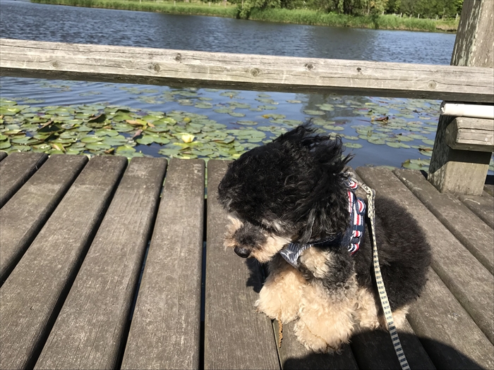 f:id:acha03:20200722141817j:plain