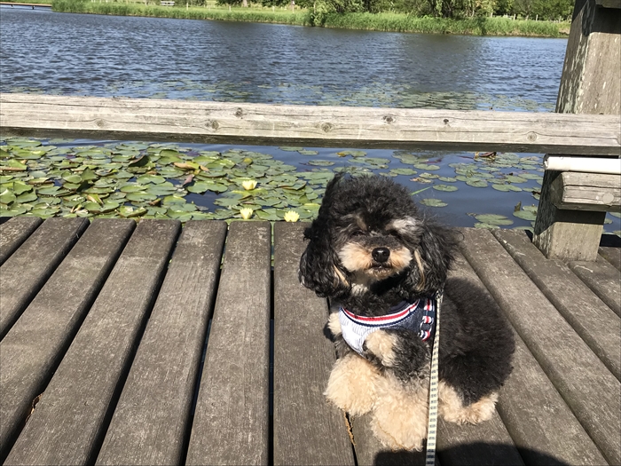 f:id:acha03:20200722141912j:plain