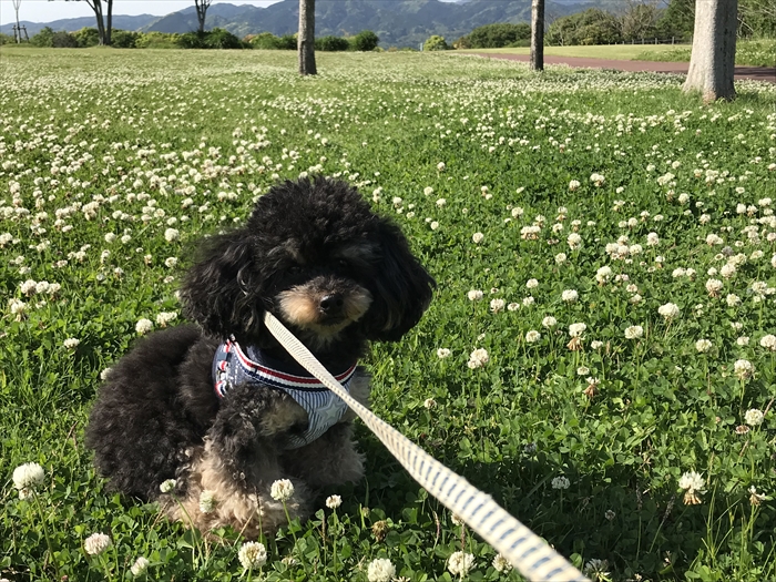 f:id:acha03:20200722142300j:plain