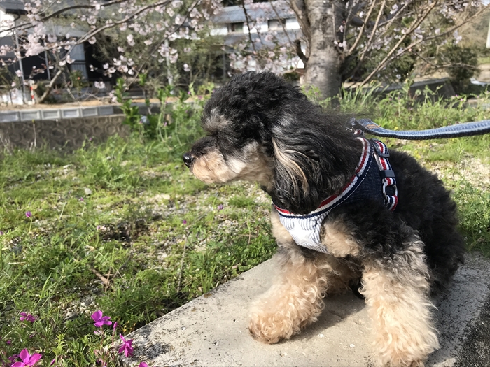 f:id:acha03:20210724084435j:plain