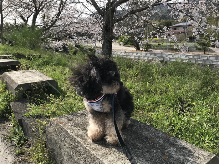 f:id:acha03:20210724084533j:plain