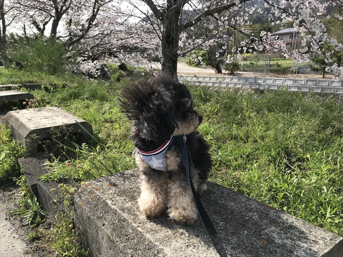 f:id:acha03:20210724084706j:plain