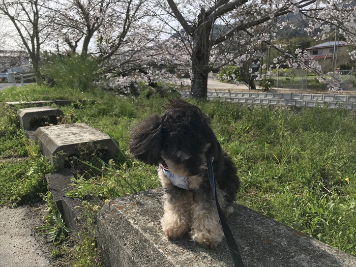 f:id:acha03:20210724085202j:plain