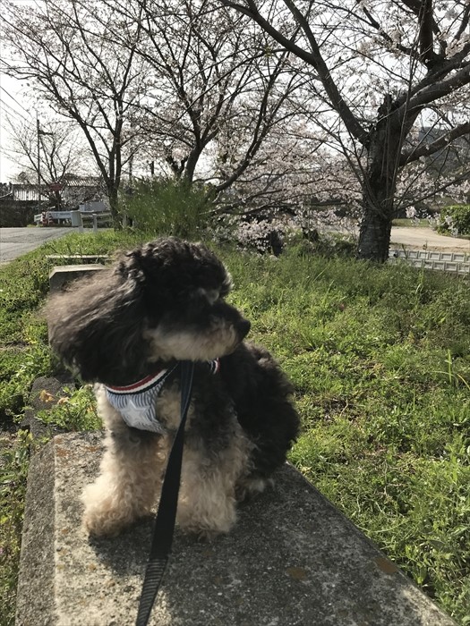 f:id:acha03:20210724085215j:plain