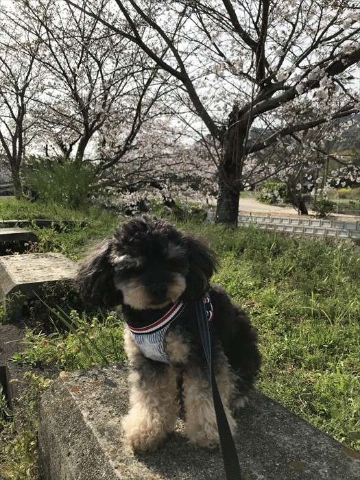 f:id:acha03:20210724085229j:plain