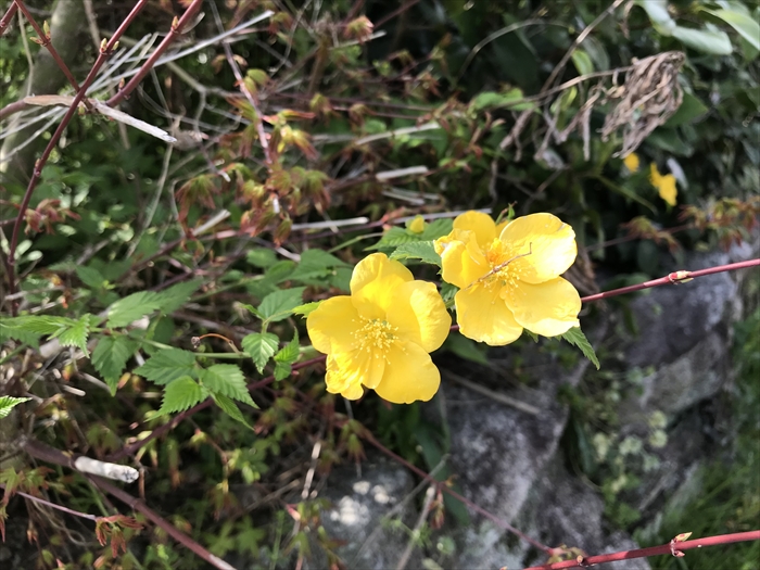 f:id:acha03:20210724085243j:plain