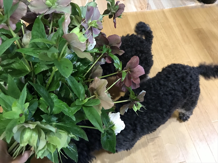 f:id:acha03:20210730092009j:plain