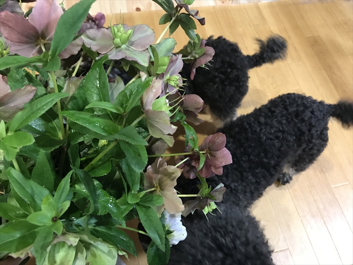 f:id:acha03:20210730092048j:plain