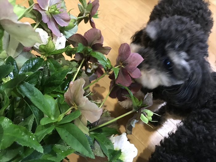 f:id:acha03:20210730092137j:plain