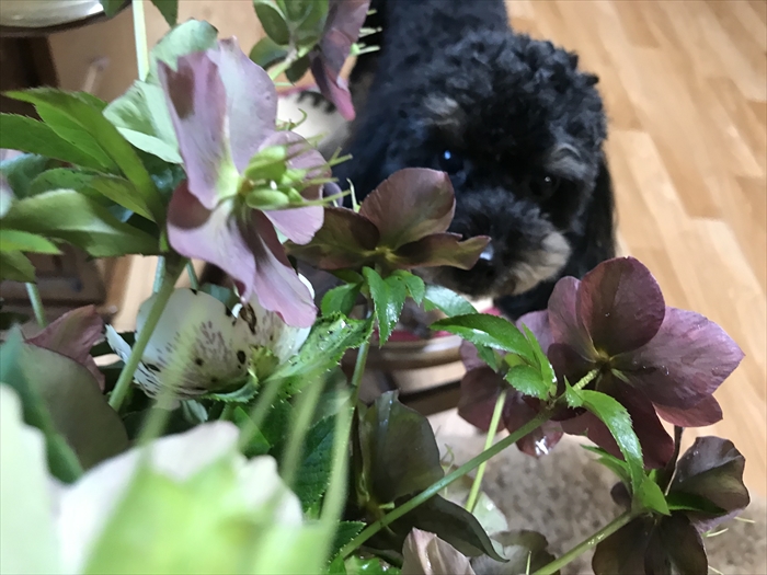 f:id:acha03:20210730092236j:plain