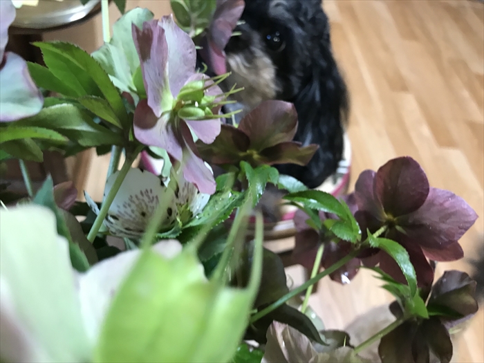 f:id:acha03:20210730092247j:plain